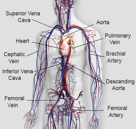 Human Circulatory System Diagram images