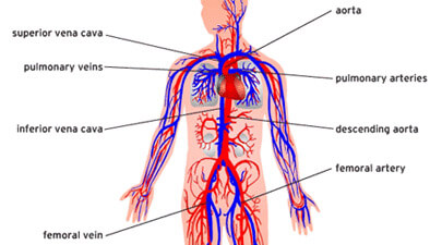 Circulatory System Functions and Parts Involved in Humans