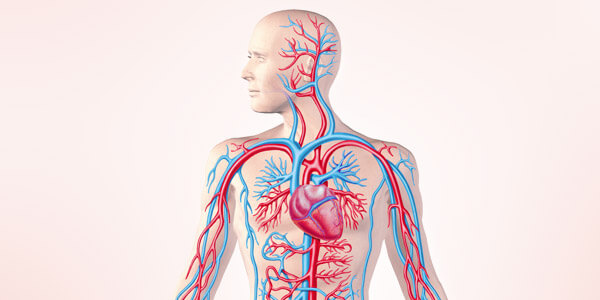 Circulatory System Facts